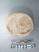 藏品(小型螺蓋製貝刮器)的圖片